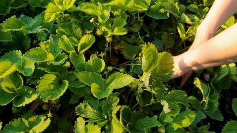 Top down closeup of female hands picking strawberries in sunlit field Stock Footage 111963682