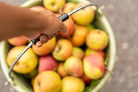 Top down closeup of a hand holding a green bucket full of Boskoop apple. Bl.. Stock Photos