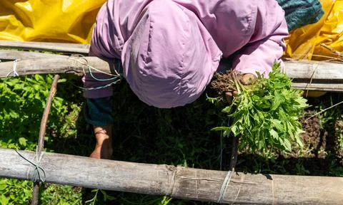 A top-down closeup view of a young woman picking tomato seedlings. Stock Photos