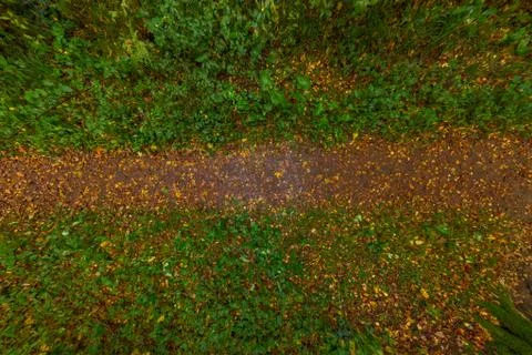 Top-down closeup wide angle view on wet autumn forest pathway with yellow lea Stock Photos