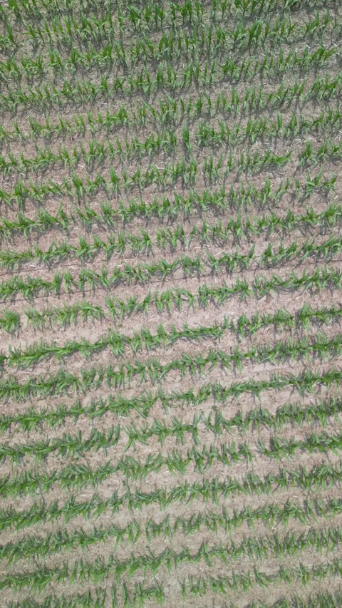 Top down on a corn field Stock Footage 300878002