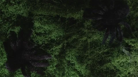 Top down cover video of spider shadow on moss in strobe lightning Stock-Footage 342520353