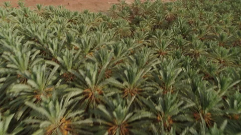 Top down. Date palm. Archeological ruins. Al Ula, Saudi Arabia. Aerial 4K Stock Footage 196828034