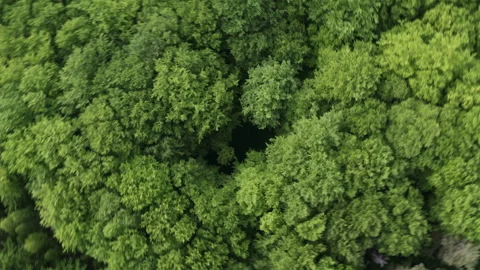 Top down deciduous forest greenwood aerial crown trees green treetops. Zoom out Stock Footage 243227737