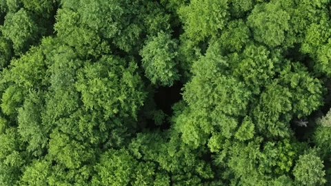 Top down deciduous forest greenwood aerial crown trees green treetops. Zoom out Stock Footage 243227962