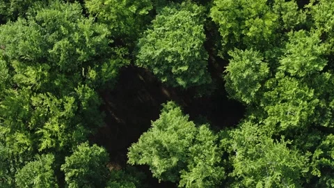 Top down deciduous forest greenwood aerial shot, lush crown trees green treetops Stock Footage 243228070
