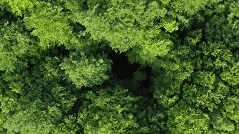 Top down deciduous forest greenwood aerial lush crown trees green treetops Stock Footage 243865401