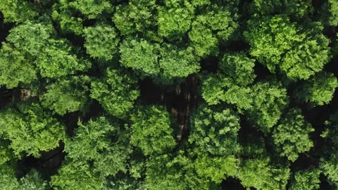 Top down deciduous forest greenwood aerial lush crown trees green treetops Stock Footage 243865746