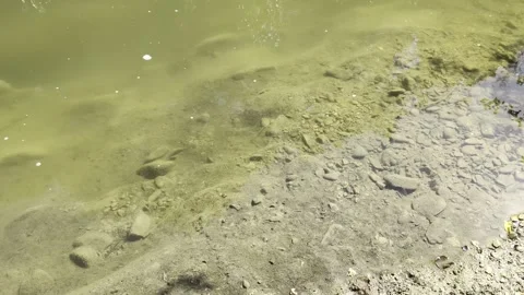A top-down detailed shot of clear, greenish river Stock Footage 344142044