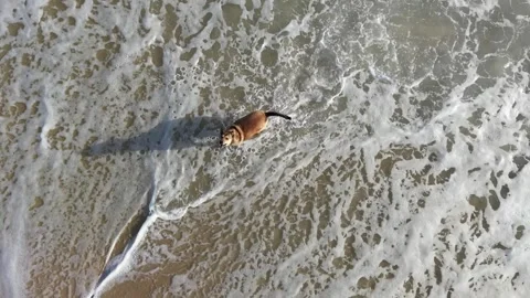 Top Down Dog on Tropical Beach by Ocean Waves Stock Footage 340531262