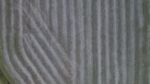 A top-down dolly aerial shot of a freshly mowed farm land plot where corn Vídeos de archivo 166985305