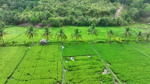 Top Down Dramatic Aerial View above tropical Rice Paddies, flooded with water Stock Footage 246349972
