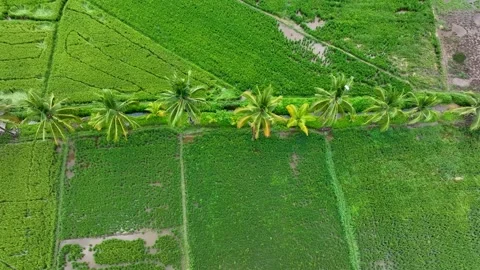 Top Down Dramatic Aerial View above tropical Rice Paddies, flooded with water Stock Footage 247429874