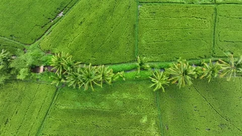 Top Down Dramatic Aerial View above tropical Rice Paddies, flooded with water Stock Footage 266502661