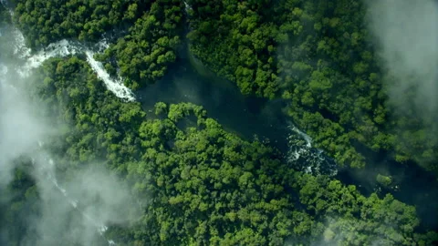 Top Down Drone Aerial of Primeval Jungle River Stock Footage