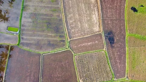 Top Down Drone Aerial Shot of Abstract Textured Rice Field Plots Patterns Stock Footage 345945378