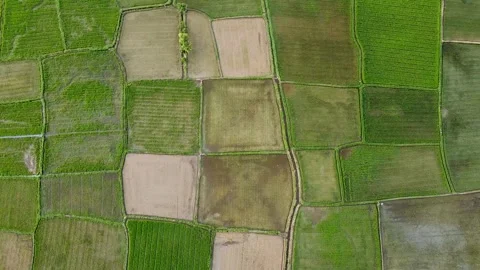 Top Down Drone Aerial Shot of Vibrant Green Rice Field Plots Patterns Stock Footage 345945385