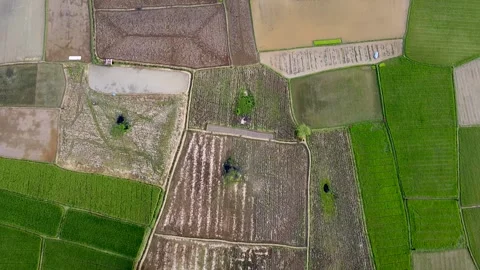Top Down Drone Aerial Shot of Green and Dry Textured Rice Field Plots Patterns Stock Footage 345945393