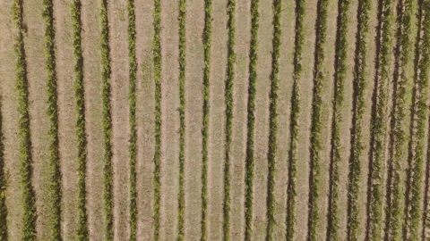 Top-Down Drone Aerial of Tuscan Vineyard Rows and Soil Patterns 動画素材 328089222