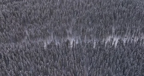 Top down drone aerial view through snowy rocky mountain evergreen trees Stock Footage 205094533