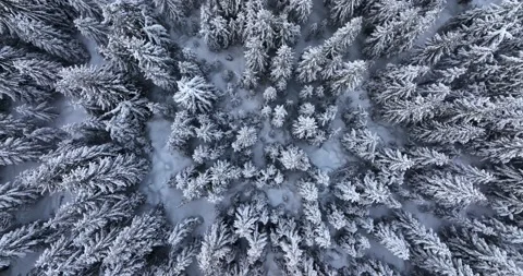 Top down drone aerial view through snowy rocky mountain evergreen trees Stock Footage 205095596