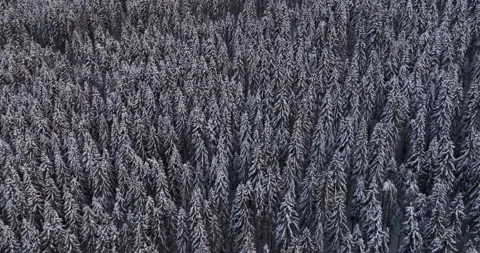 Top down drone aerial view through snowy rocky mountain evergreen trees Video stock 205096581