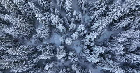 Top down drone aerial view through snowy rocky mountain evergreen trees Video stock 205096849