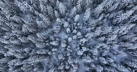 Top down drone aerial view through snowy rocky mountain evergreen trees Video stock 205096950