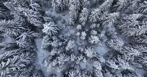 Top down drone aerial view through snowy rocky mountain evergreen trees Video stock 205097012
