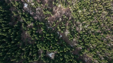 Top down drone Aerial view shot of the forest. Stock Footage 233920663