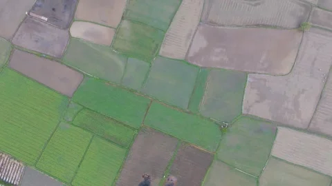 Top Down Drone Aerial View of Geometric Green and Muddy Rice Field Plots Stock Footage 346008134