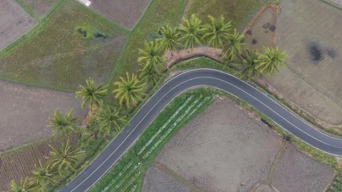Top Down Drone Aerial View of Sharp Winding Country Road with Coconut Trees Stock Footage 346008180