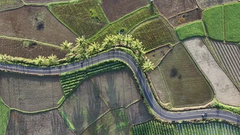 Top Down Drone Aerial View of Long Tree Shadows on Winding Country Road Stock Footage 346008453