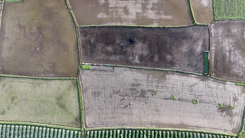 Top Down Drone Aerial View of Abstract Geometric Muddy Rice Field Plots Texture Stock Footage 346008454