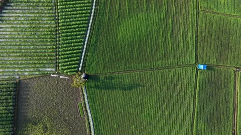 Top Down Drone Aerial View of Geometric Green Rice Fields and Agricultural Plots Stock Footage 346008522