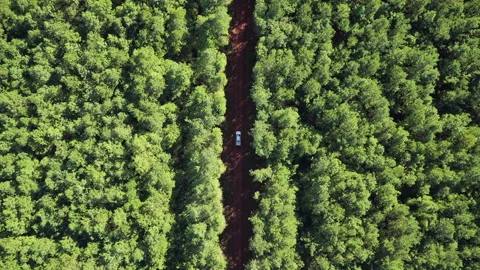 Top down drone ascent above eucalyptus plantation with pickup truck on forestry Stock Footage 340918064