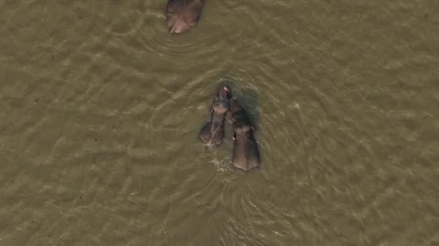 Top Down Drone Asian Elephants Swimming Stock Footage 331748289