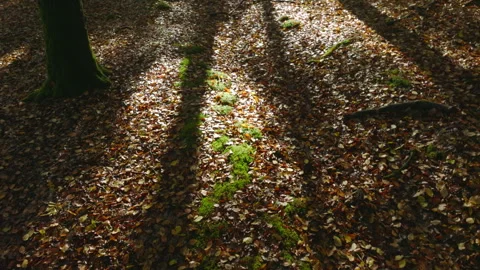 Top down drone of autumn leaves on forest floor Stock Footage 255106952