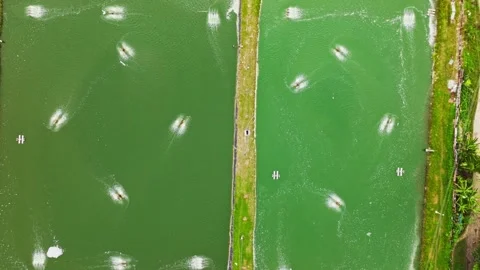 Top-down drone cinematic view of shrimp ponds with aerators in Cebu Vídeos de archivo 331118848