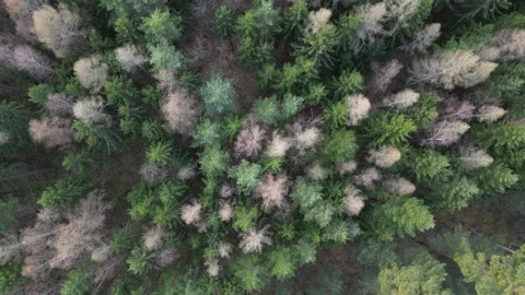 Top Down Drone Decent View of Mixed Conifer Forest in Bavaria, Germany Stock Footage 340578226