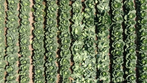 Top down drone descent above cabbage plantation Stockbeeldmateriaal 333182991