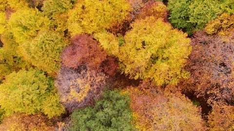 Top-Down Drone Descent Over Colorful Autumn Forest Canopy Stock Footage 324138075