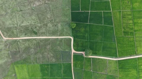 Top Down Drone Descent Over Vibrant Green Rice Fields and Rural Farmland Stock Footage 339290906