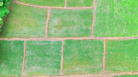 Top-down-drone-downward-movement-square-rice-fields-monsoon-central-india Stock Footage 342731379