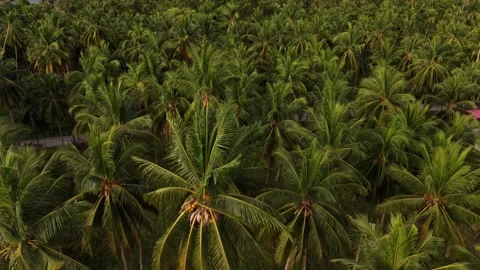 Top Down Drone Flight Above Tropical Palm Trees in Koh Samui Видео 335862968