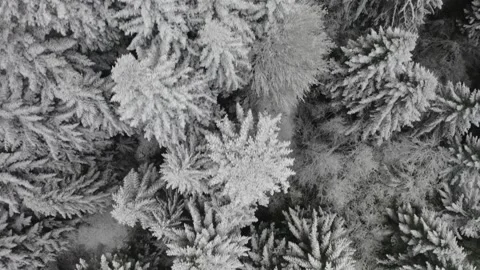 Top Down Drone flight over snow-covered trees Stock-Footage 138649087