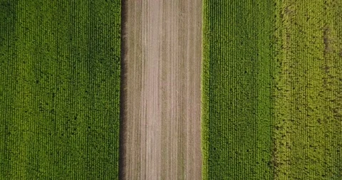 Top Down Drone Flight Over Agricultural Field 4k Stock Footage 203792868