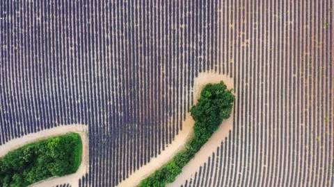 Top down drone flight over lavender fields in Valensole Provence Stock Footage 255658364