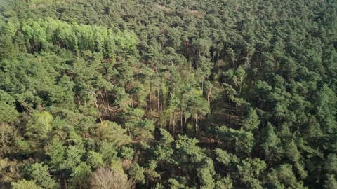Top-Down Drone Flight Over Dense Forest Canopy in Straight Line Stock Footage 306670954