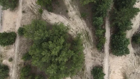 Top-down drone flight over sandy forest trails into dense woods 스톡 동영상 314243439